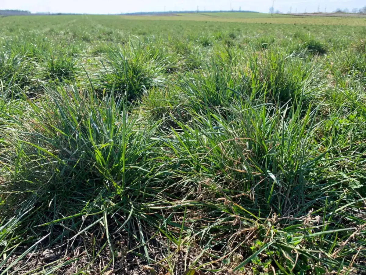 Jaki nawóz azotowy na łąki, aby uzyskać bujne i zdrowe trawy?