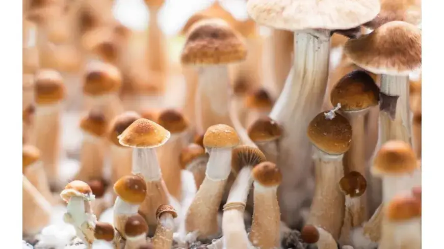 Kiedy jest sezon na grzyby halucynogenne w Polsce? Odkryj najlepszy czas na zbieranie