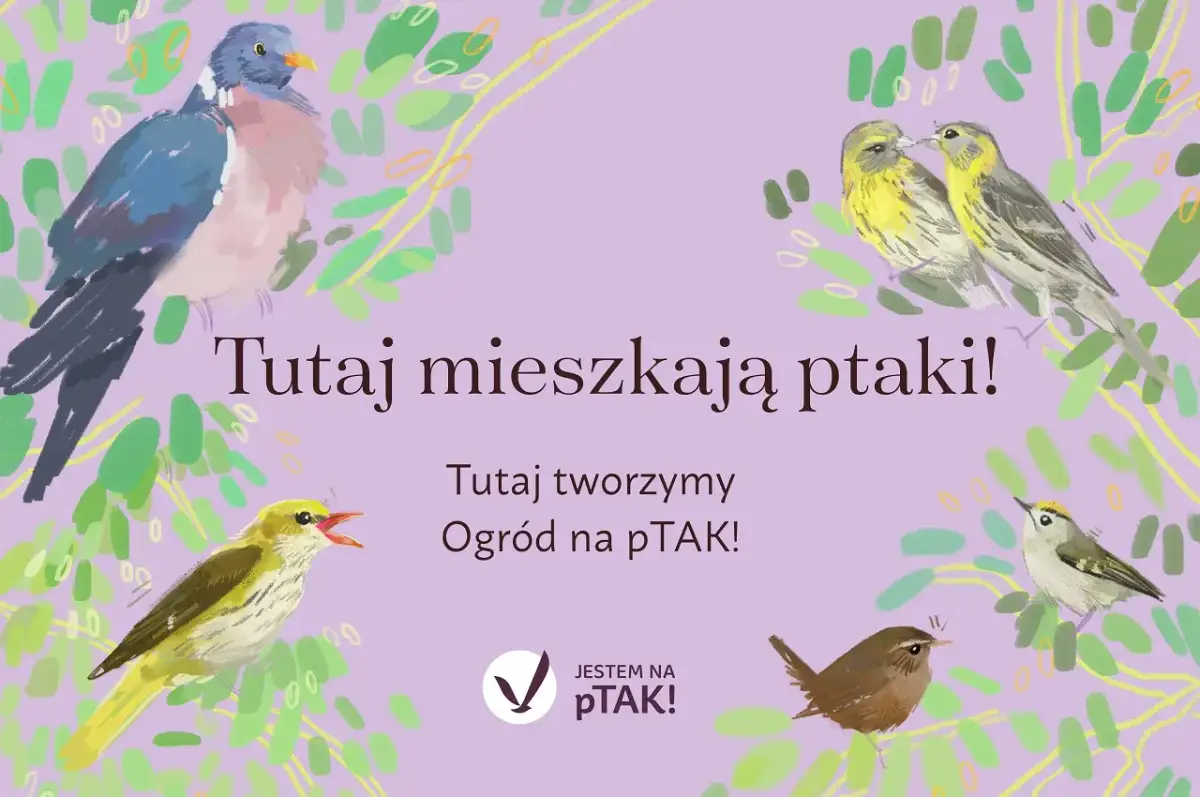 Kiedy przestać dokarmiać ptaki wiosną? Mądre zakończenie sezonu
