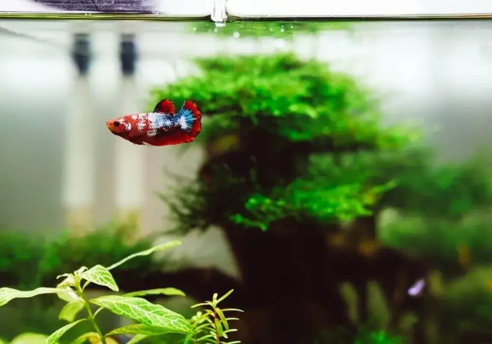 Jakie oświetlenie do akwarium 54l zapewni zdrowe rośliny i ryby?