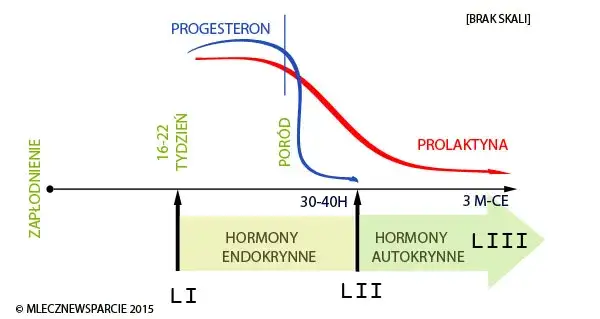 Kiedy stabilizacja laktacji? Rozpoznaj objawy i rozwiej obawy