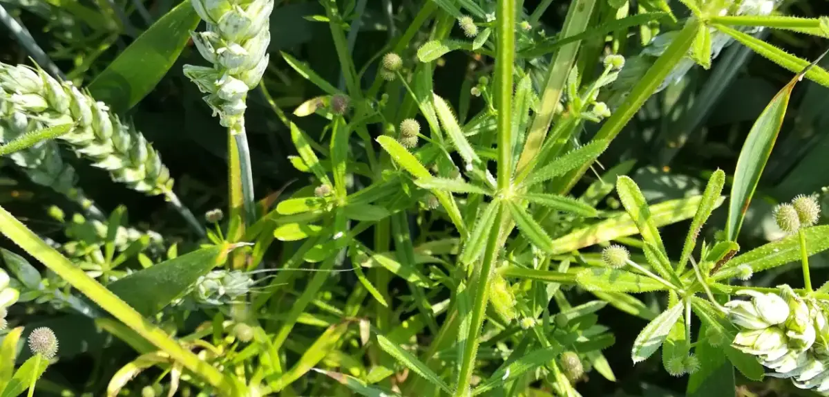 Szkodliwość przytulii czepnej - jak chwast okrada Twoje uprawy?