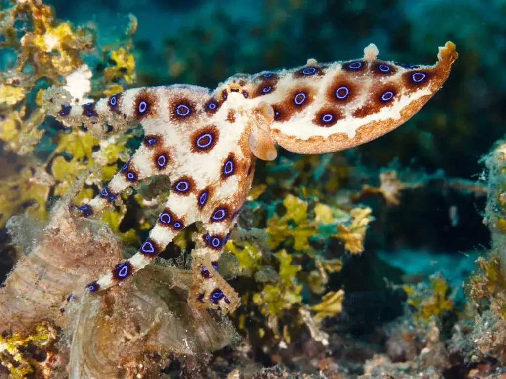 Niesamowite zmysły ośmiornicy: sekretny świat niezwykłej percepcji zwierzęcej