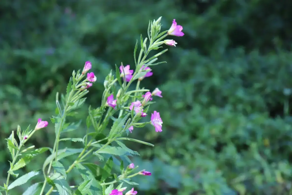 Delikatne, różowe kwiaty wierzbownicy drobnokwiatowej na tle zieleni.