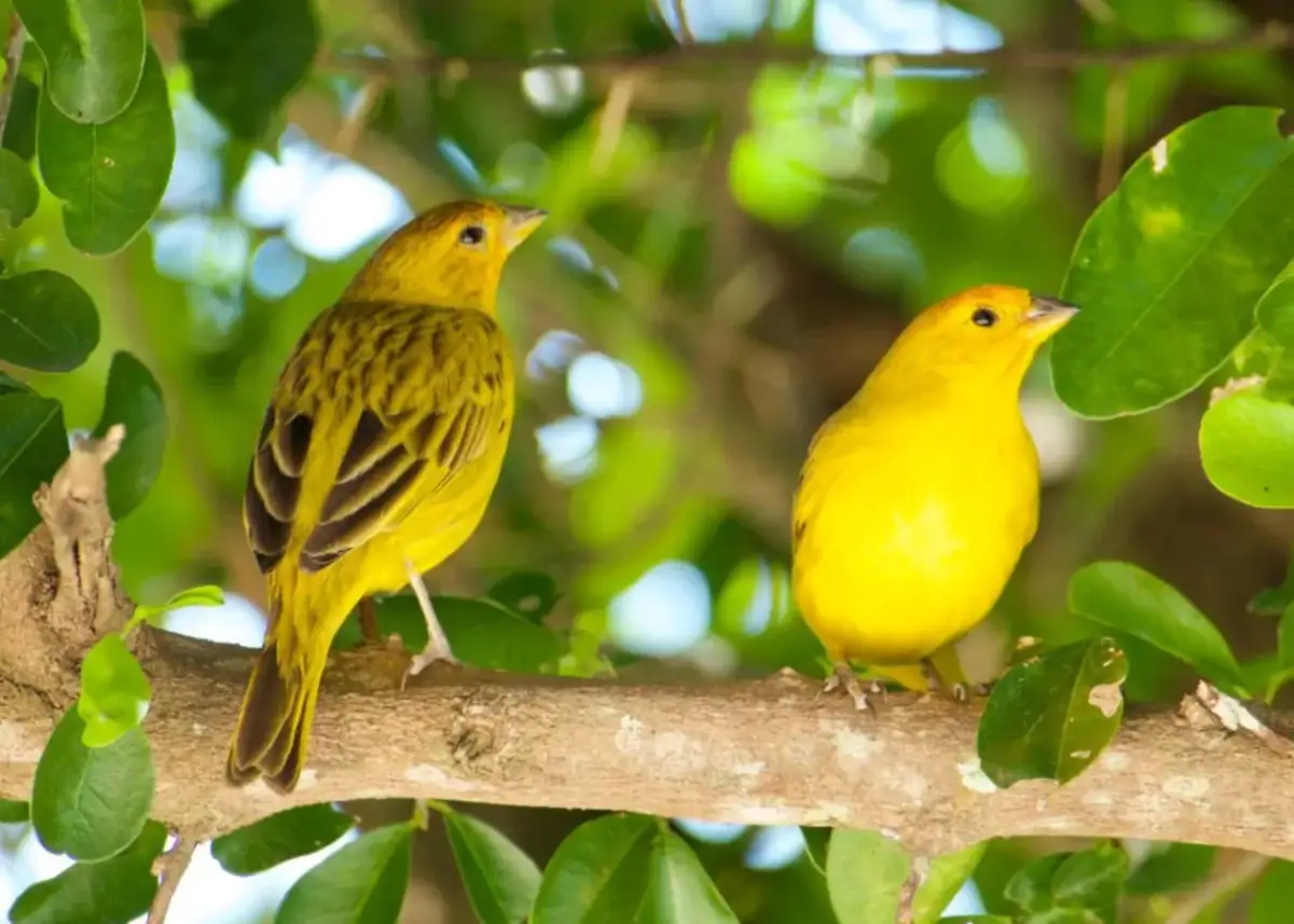 Kanarek na wolności w Polsce? Brutalna prawda i co robić.