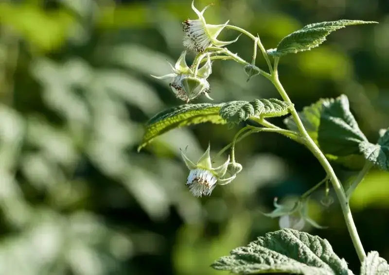 Jak zrobić naturalny nawóz do malin, aby uzyskać obfite plony