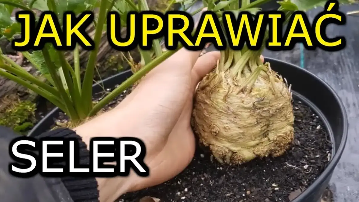 Jak uprawiać seler korzeniowy - proste sposoby na zdrowe plony