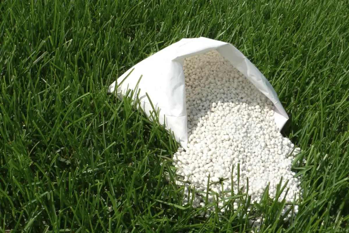 Kiedy nawóz na nowy trawnik? Kluczowe terminy i porady dla zdrowej murawy