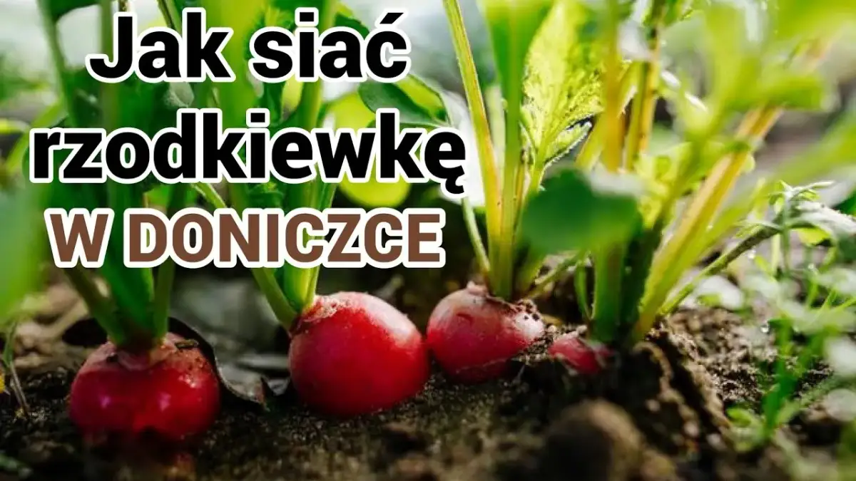 Jak siać rzodkiewkę w doniczce, aby uniknąć najczęstszych błędów