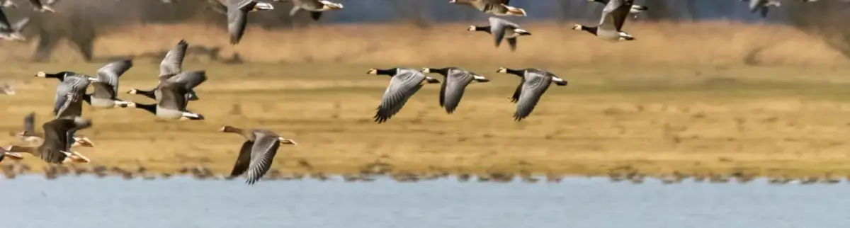 Jaki jest symbol parku narodowego Ujście Warty i jego znaczenie?