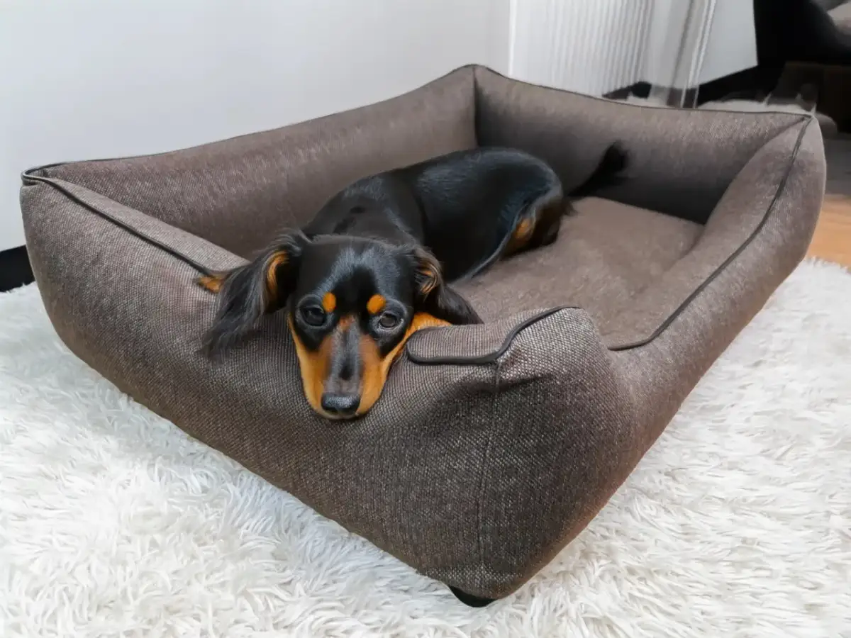 Jakie legowisko dla psa wybrać, by zapewnić mu komfort i zdrowie