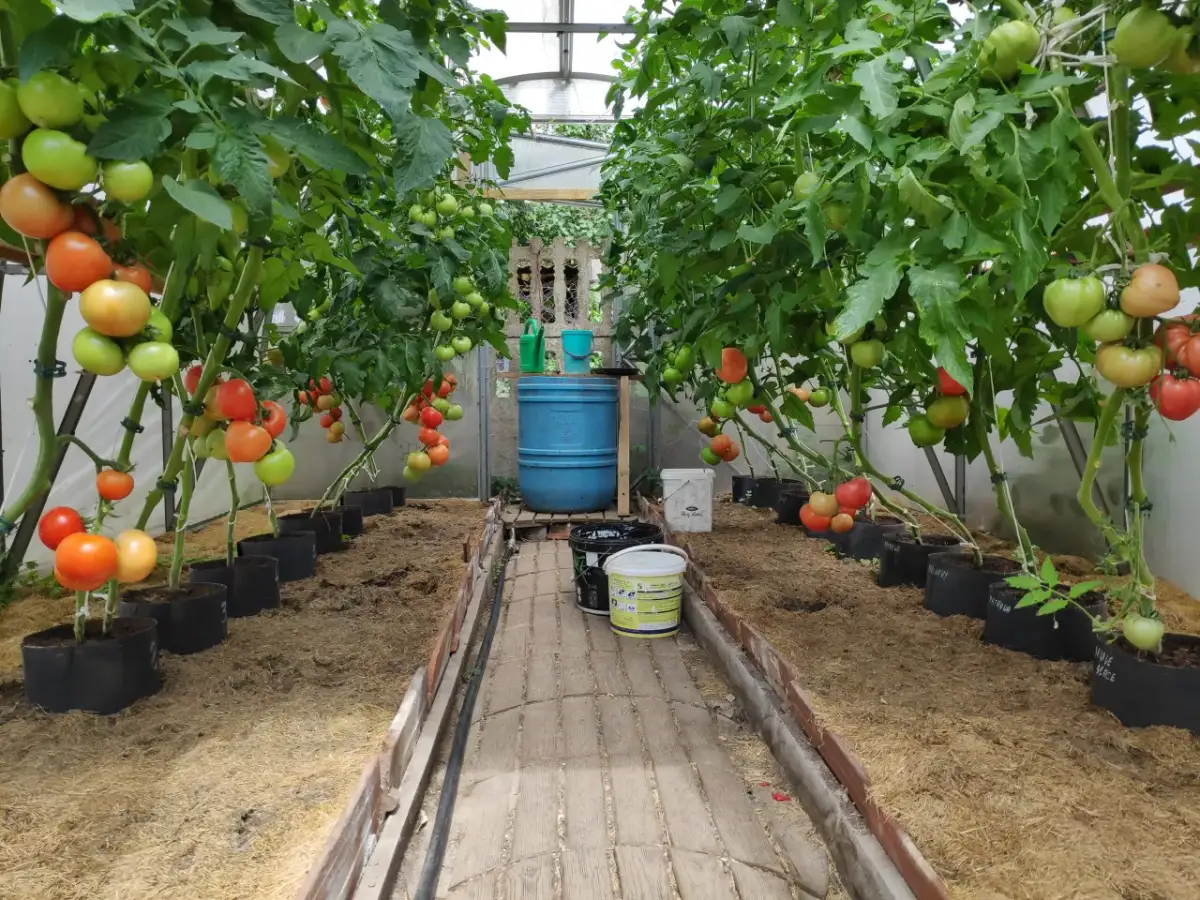 Jak uprawiać pomidory w Polsce? Kompleksowy przewodnik krok po kroku