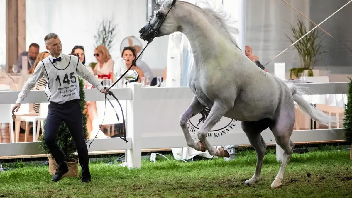 Gdzie jest technikum hodowli koni? Odkryj lokalizację w Janowie Podlaskim