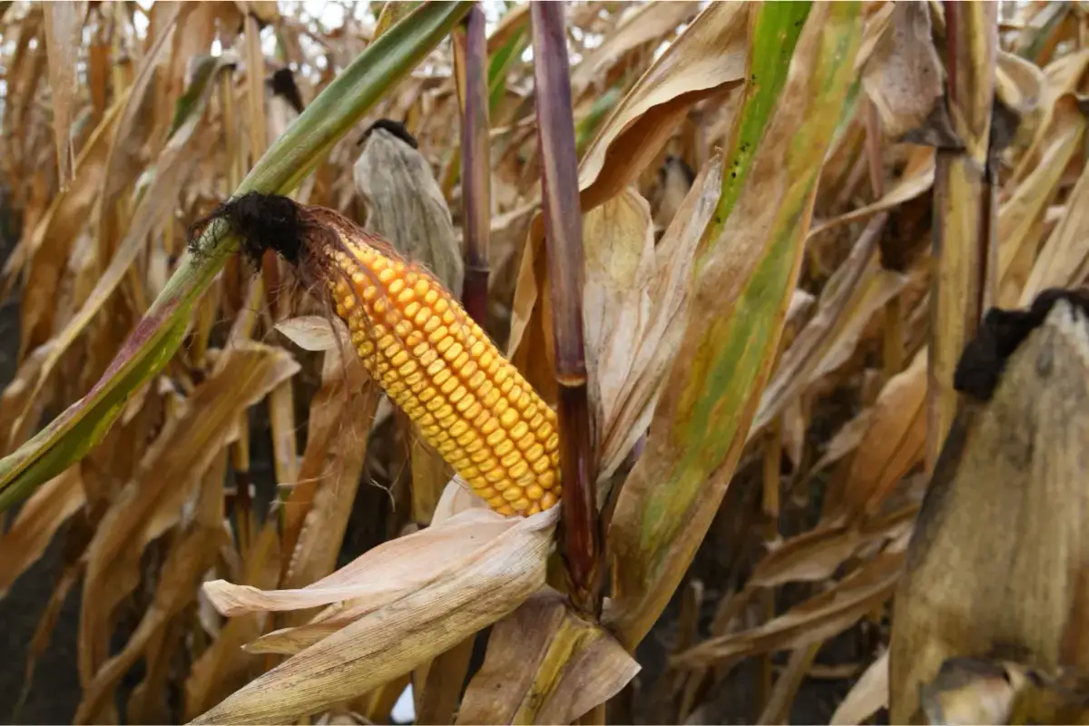 Monokultura kukurydzy: Jak długo? Ryzyko i sprawdzone rozwiązania