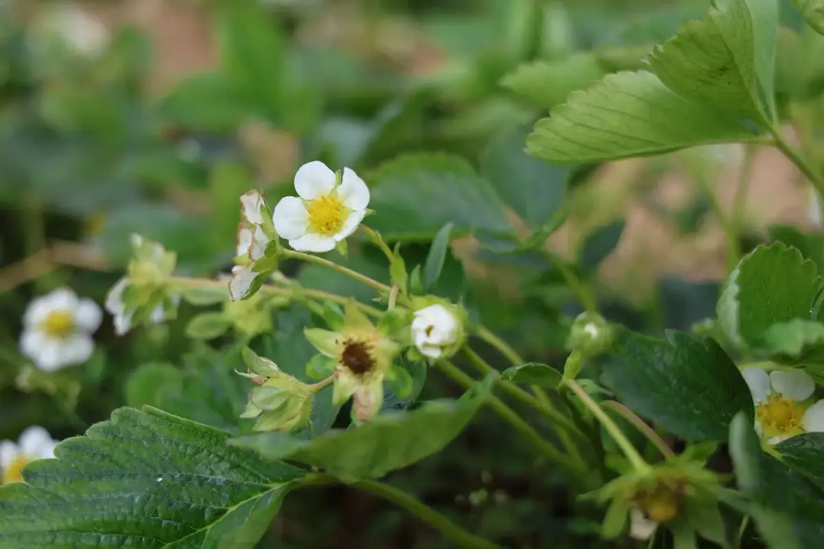 Jaki nawóz pod truskawki w czasie kwitnienia, by uzyskać obfite plony