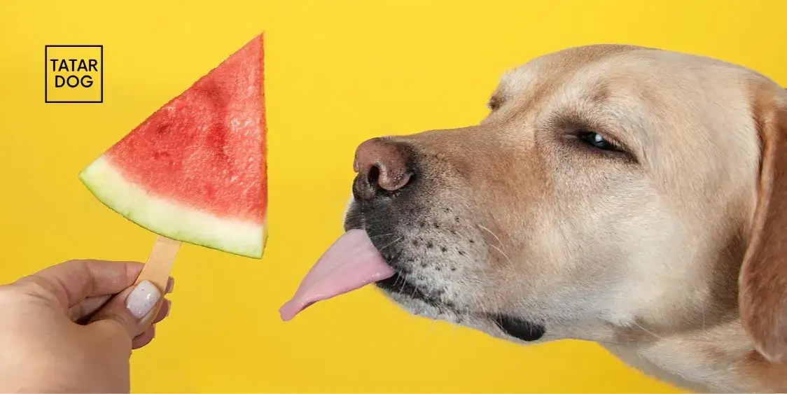 Arbuz dla psa: Bezpieczny przysmak czy ukryte zagrożenie?