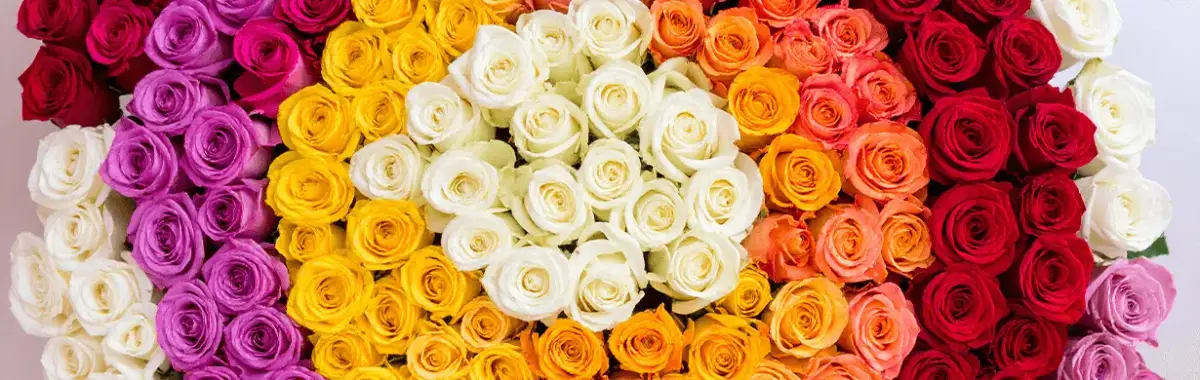 Ile daje się róż? Odkryj znaczenie liczby róż w prezentach