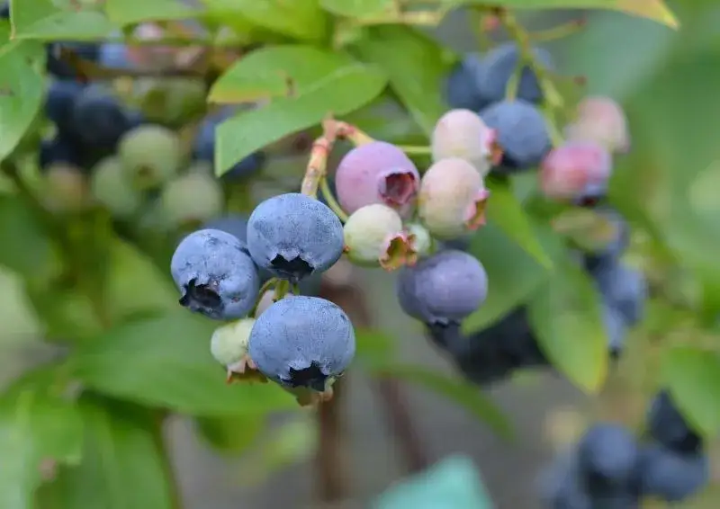 Jak uprawiać borówkę amerykańską i uniknąć najczęstszych błędów