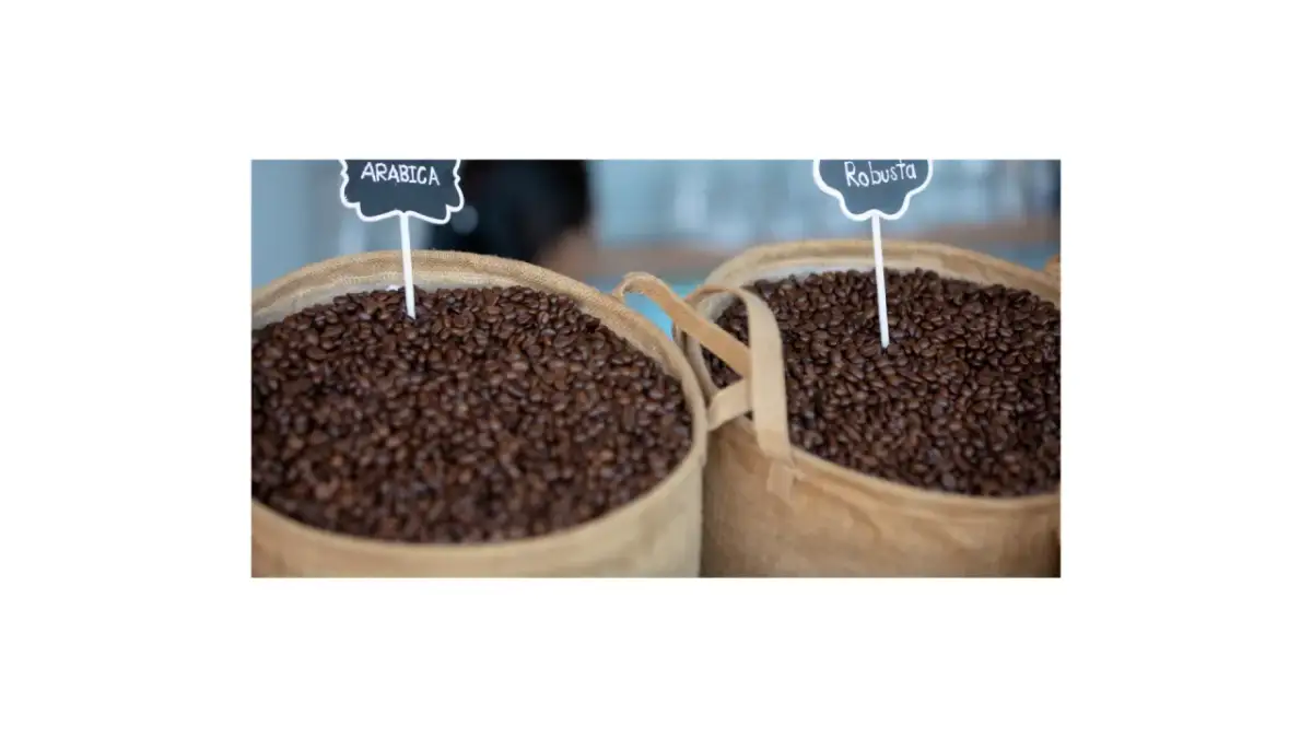 Która kawa lepsza: arabica czy robusta? Poznaj kluczowe różnice