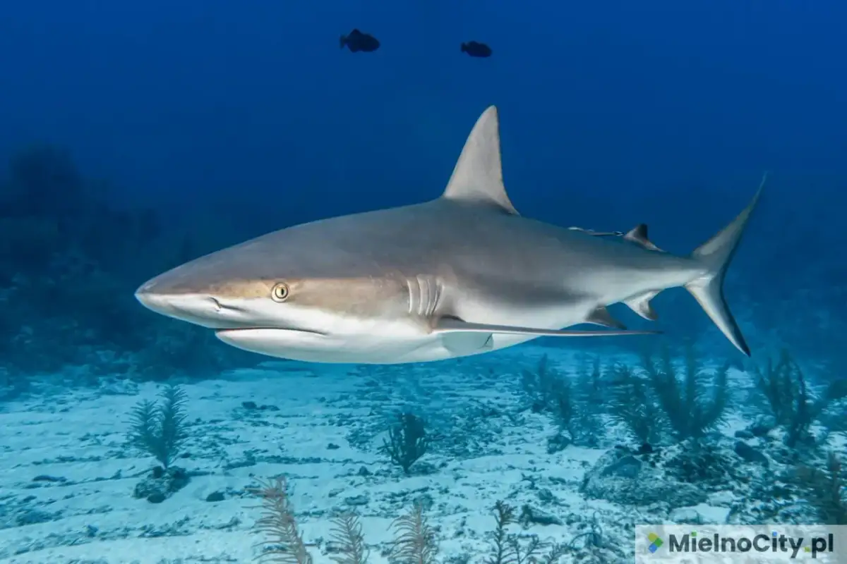 Rekiny w Bałtyku: Spokojnie! Polskie plaże są bezpieczne.