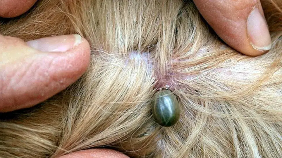 Qué es lo que más odian las garrapatas y cómo protegerte de ellas