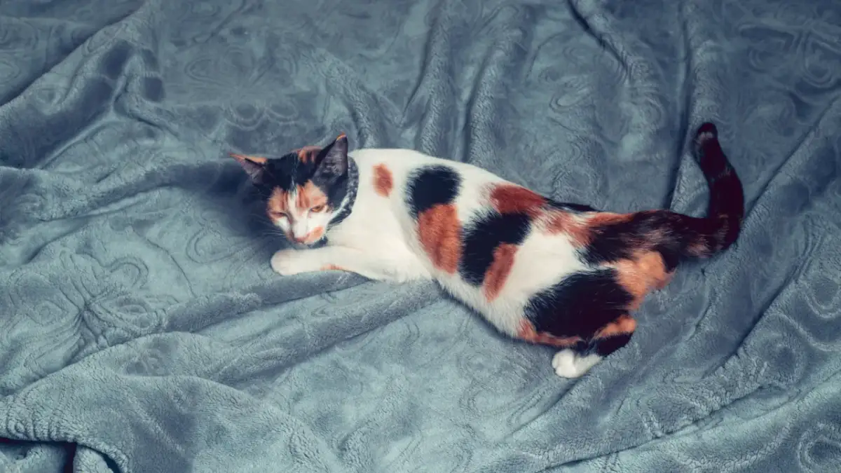 Wysterylizowana kotka w rui? Poznaj ORS i jej leczenie!