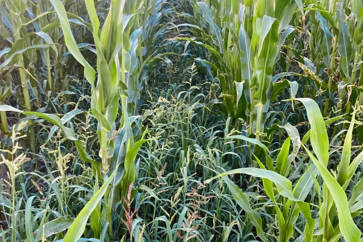 Jak skutecznie zwalczyć ognicha chwast i chronić plony przed stratami