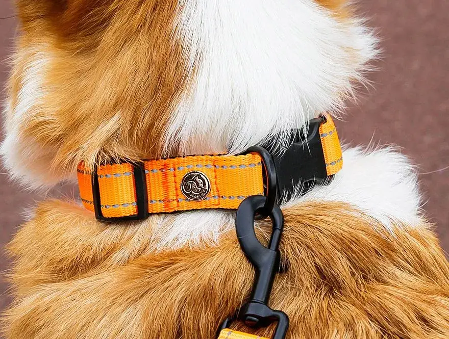 Jak dobrać rozmiar obroży dla psa, aby uniknąć niewygodnego dopasowania