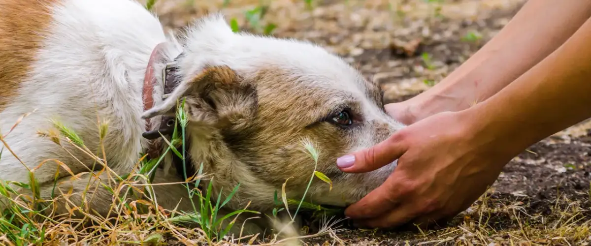Pies wymiotuje po odrobaczaniu? Kiedy się martwić i jak pomóc?