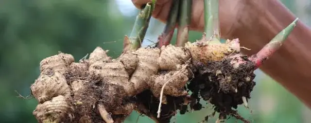 Jak uprawiać imbir w domu i uniknąć najczęstszych błędów