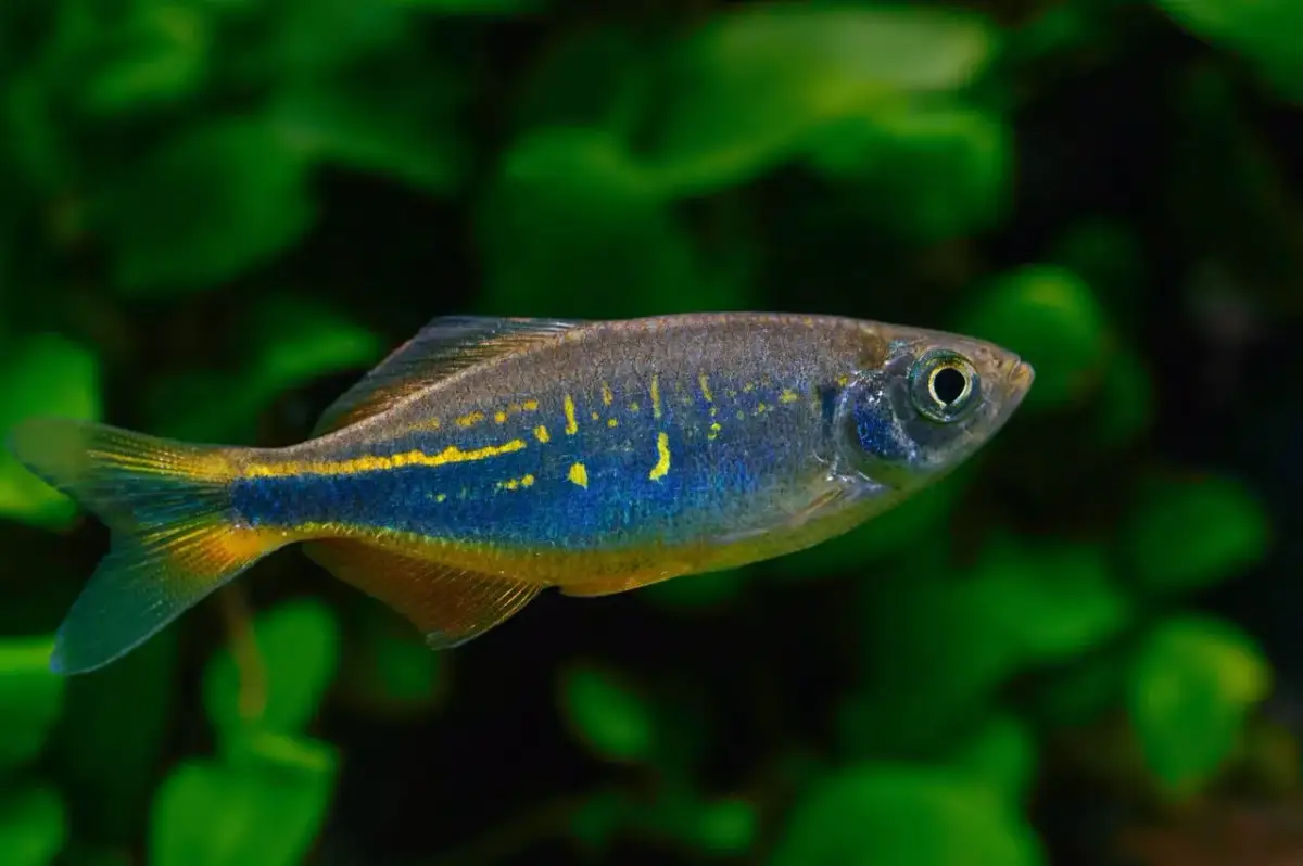 Mała, kolorowa rybka akwariowa z żółtymi i niebieskimi pasami na tle zielonych roślin.