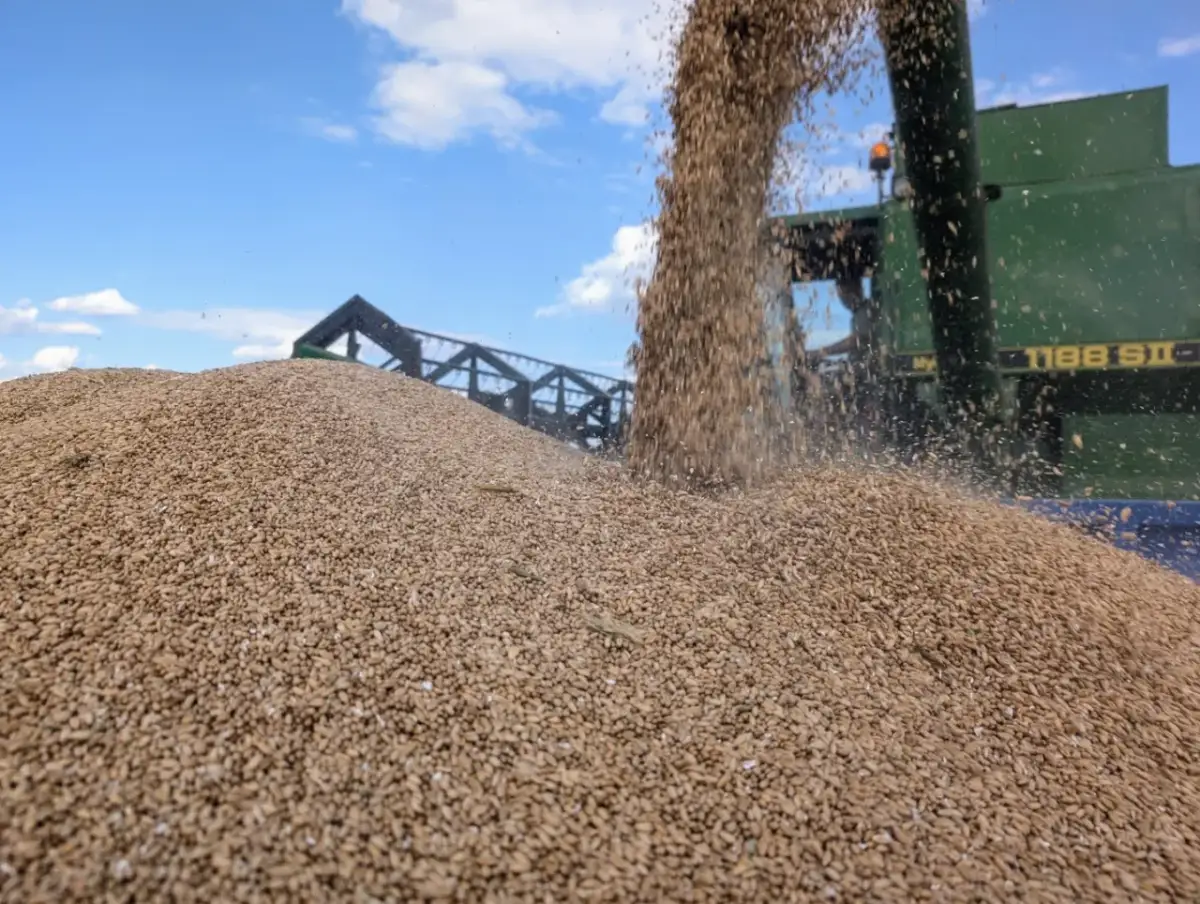 Jak sprawdzić wilgotność zboża domowym sposobem i uniknąć strat