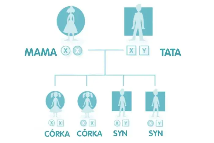 Kiedy dokładnie można poznać płeć dziecka? Sprawdź, co musisz wiedzieć!