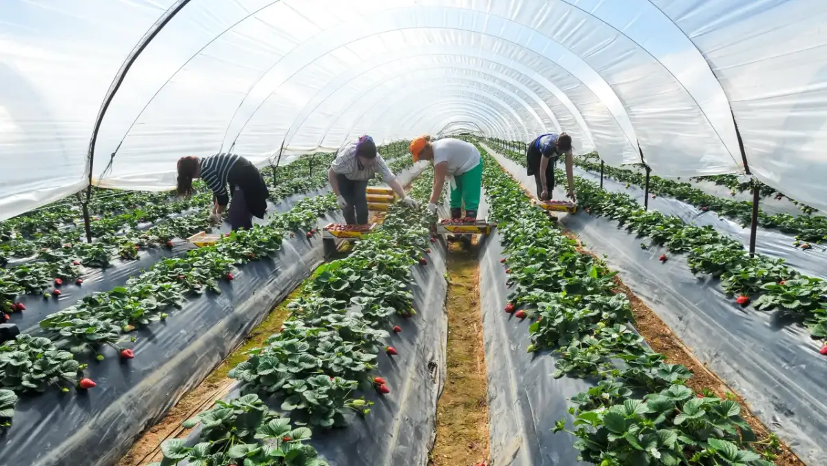 Ile można zarobić na zbiorach w Niemczech? Sprawdź realne stawki