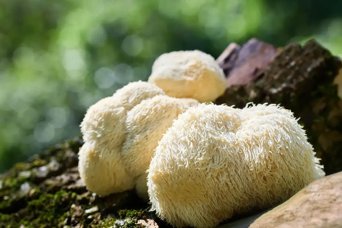 Soplówka jeżowata, choć ceniona za właściwości, może wywołać skutki uboczne. Grzyby rosną na drzewie.