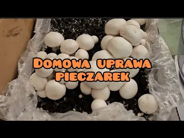 Domowa uprawa pieczarek: Prosty przewodnik krok po kroku