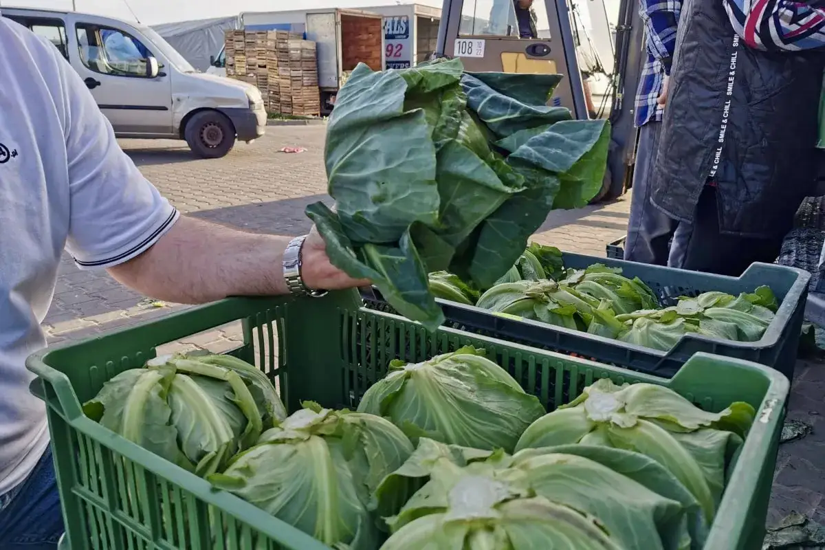Kiedy sezon na młodą kapustę w Polsce? Sprawdź!