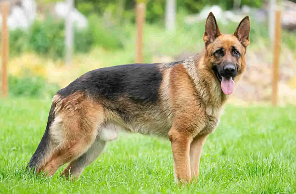 Ile owczarek niemiecki chodzi w ciąży? Czas trwania i ważne informacje