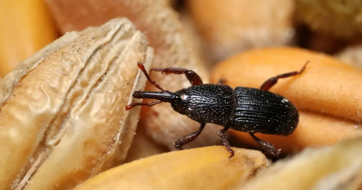 Wołek zbożowy w mące? Rozpoznaj, wyrzuć i zabezpiecz spiżarnię!