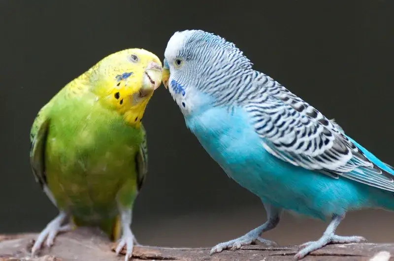 Kiedy papuga falista znosi jajka? Odkryj sekrety jej rozmnażania