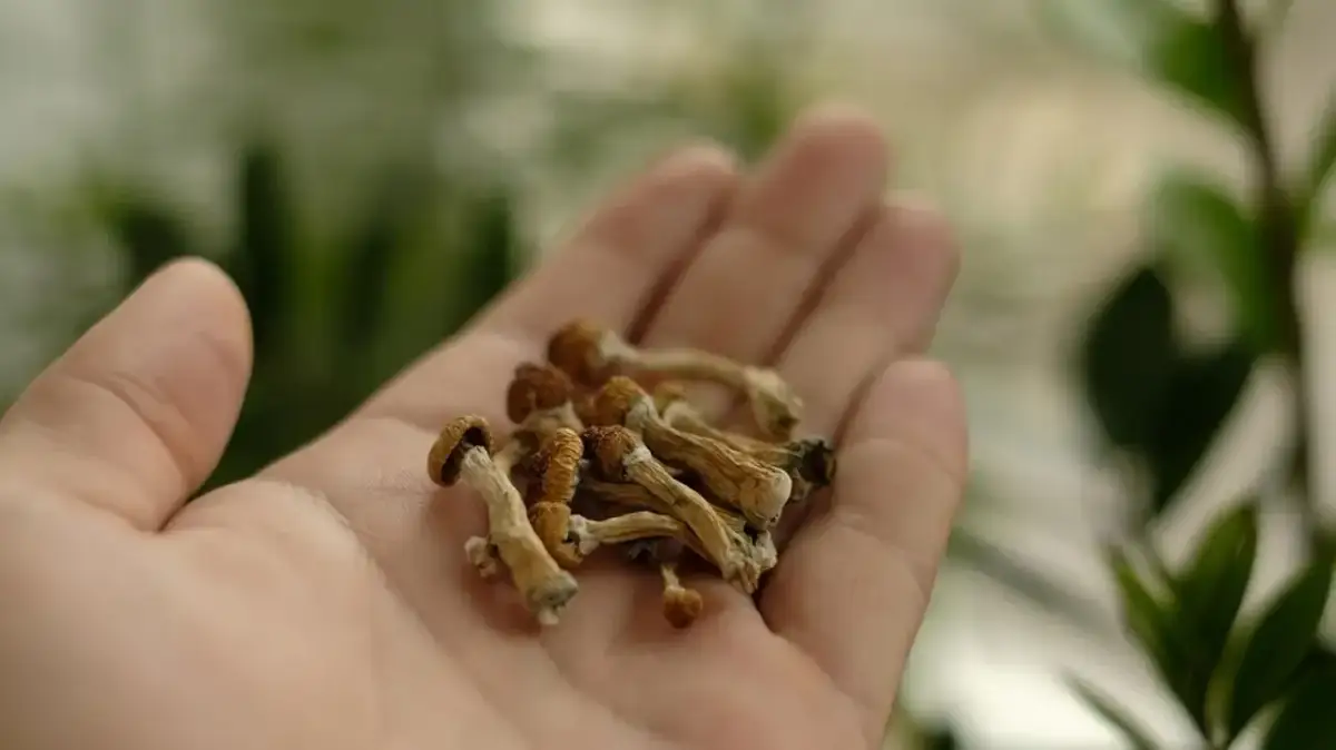 Grzyby halucynogenne: przewodnik po gatunkach, mocy i prawie