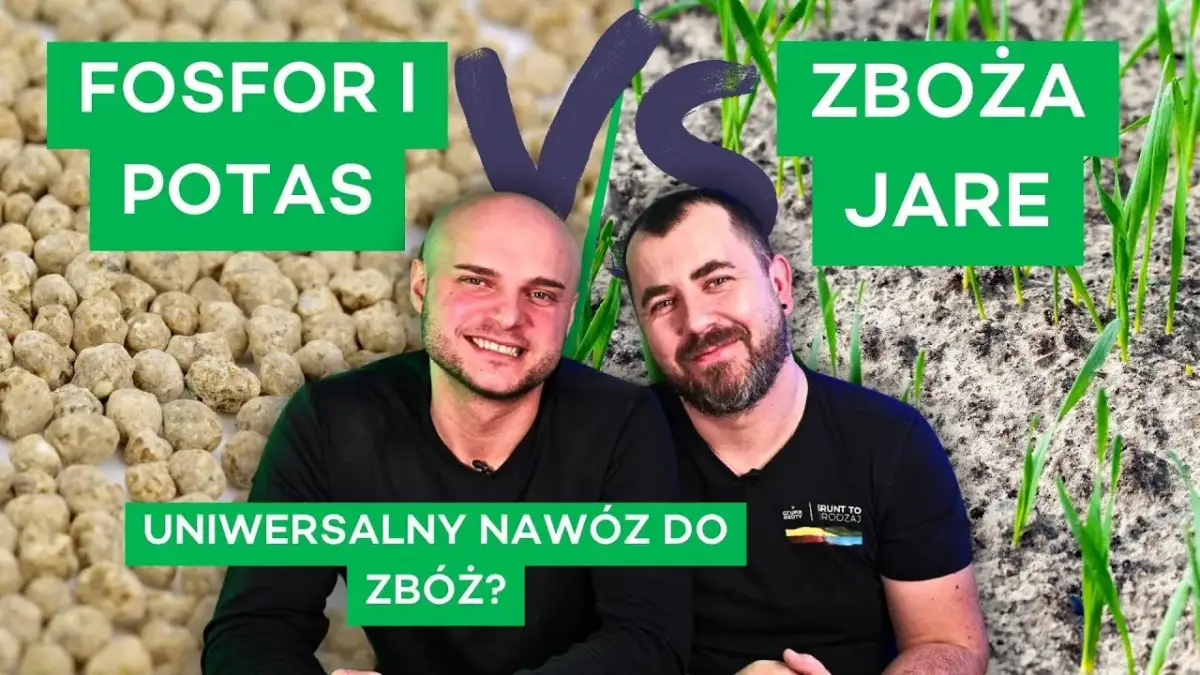 Jaki nawóz pod mieszankę zbożową – uniknij błędów w uprawie