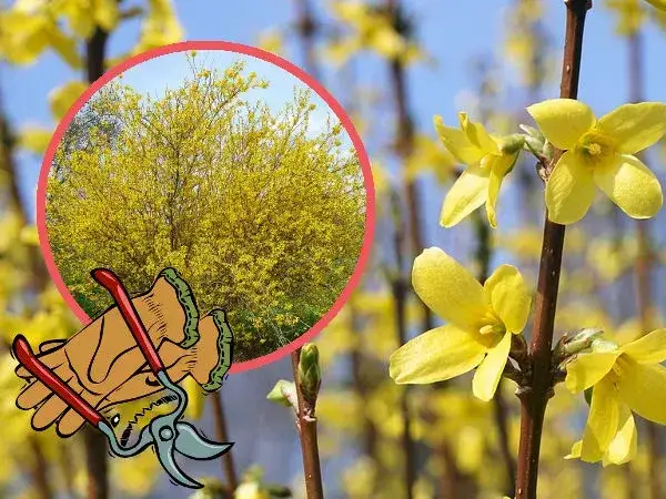 Jak przycinać forsycje, aby uzyskać piękne kwiaty i zdrowy wzrost