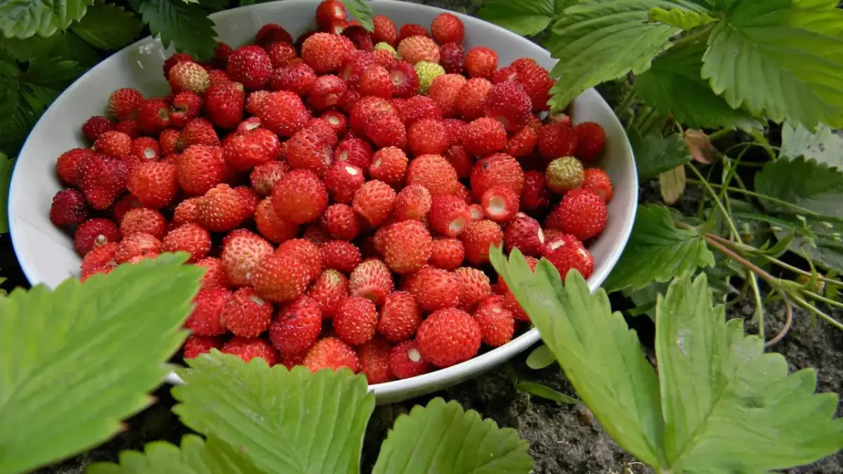 Kiedy sadzić poziomki, aby uniknąć nieudanych zbiorów i cieszyć się plonami