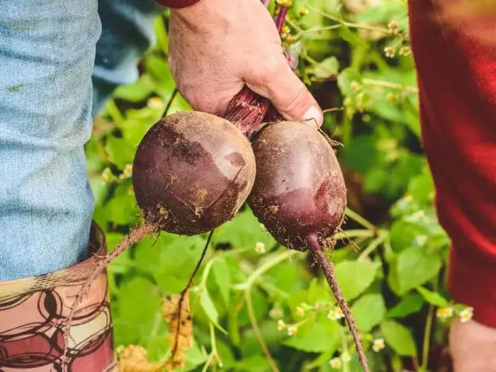 Kiedy sezon na buraki? Odkryj najlepszy czas na zbiór i uprawę