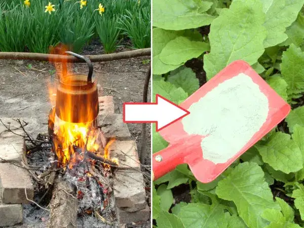 Jak zrobić nawóz z popiołu drzewnego i poprawić zdrowie roślin