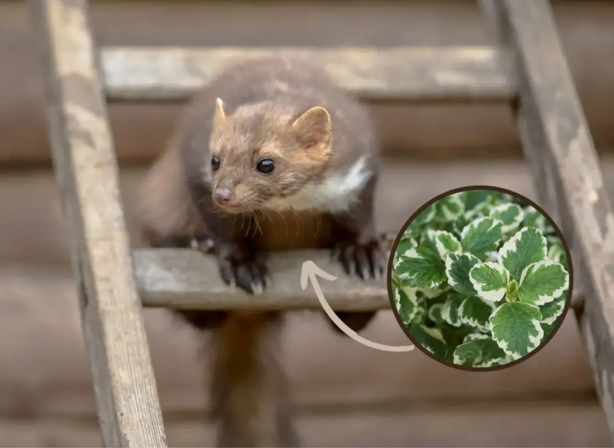 Jak pozbyć się kuny z ogrodu - skuteczne metody na odstraszenie