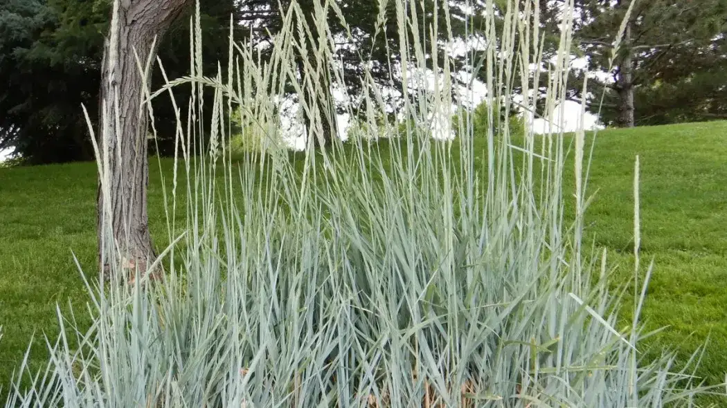 Jak sadzić wydmuchrzycę piaskową, aby uniknąć błędów i osiągnąć sukces