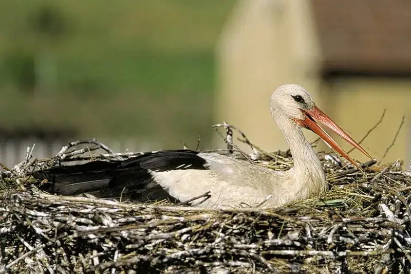 Czy bociany wracają do tych samych gniazd? Obalamy mity!