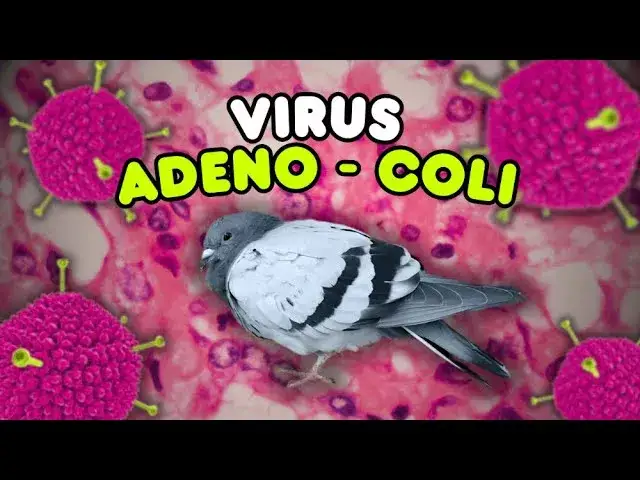 Adeno-Coli u gołębi: Dieta i suplementacja ratunkowa. Poradnik.